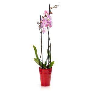Orchidej v květináči růžová (2 výh.)